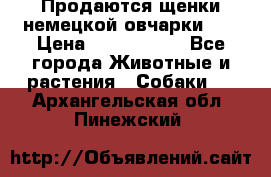 Продаются щенки немецкой овчарки!!! › Цена ­ 6000-8000 - Все города Животные и растения » Собаки   . Архангельская обл.,Пинежский 